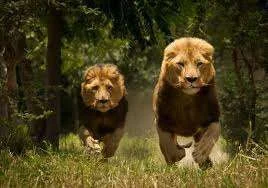images-14.webp