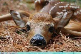 images-14.webp