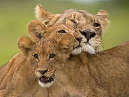 images-15.webp
