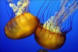 images-15.webp
