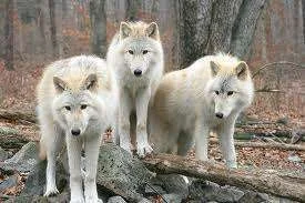 images-16.webp