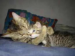 images-17.webp