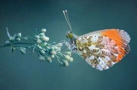 images-18.webp