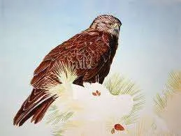 images-19.webp