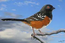 images-23.webp