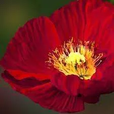 images-24.webp
