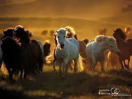 images-25.webp
