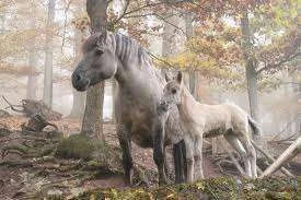 images-26.webp