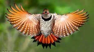 images-28.webp