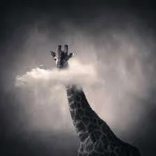 images-31.webp