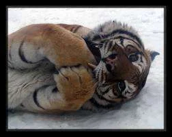 images-33.webp