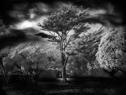 images-33.webp