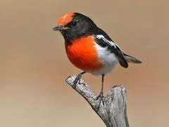 images-34.webp