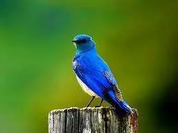 images-35.webp