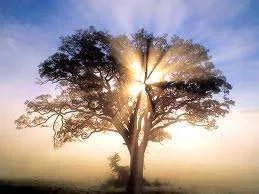 images-36.webp