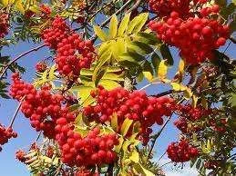 images-37.webp