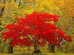 images-4.webp