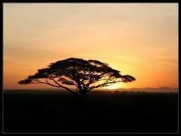 images-40.webp