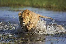 images-48.webp