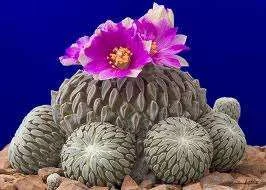 images-6.webp