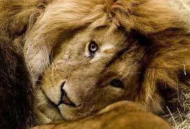 images-7.webp