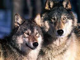 images-8.webp