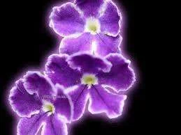 images-9.webp