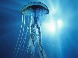 images-9.webp