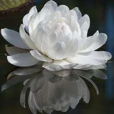 images.webp