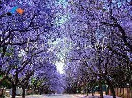 images.webp