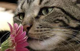 images.webp