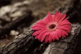 images.webp