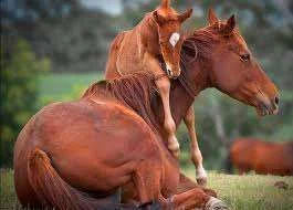 images.webp