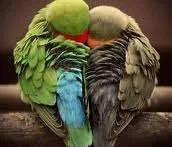 images.webp