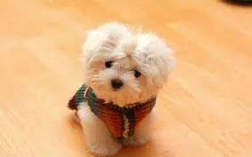 images.webp