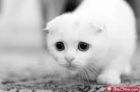 images.webp
