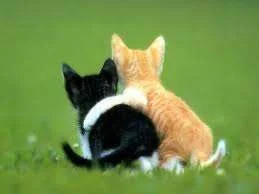 images.webp
