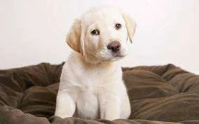 images.webp
