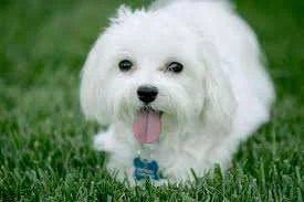 images.webp