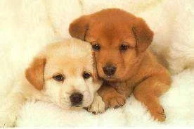 images.webp