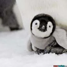 images.webp