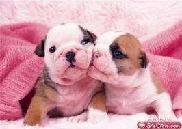 images.webp