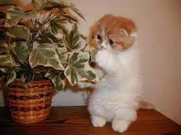 images.webp