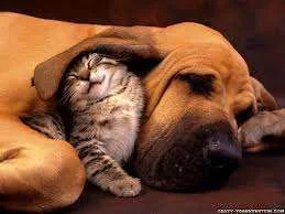images.webp