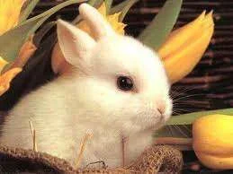 images.webp