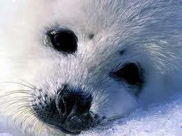 images.webp