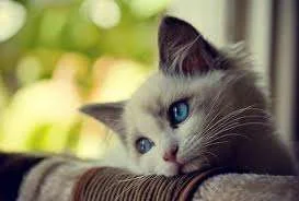 images.webp