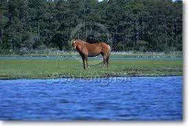 images.webp