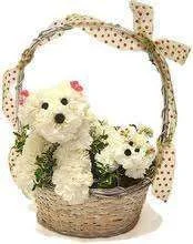 images5.webp