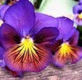 imagesCA1WTIRA.webp